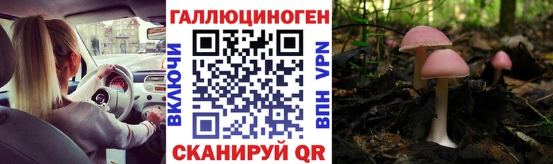 Купить Советская Гавань Псилоцибиновые грибы ЛСД